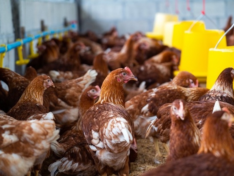 Aviculture
