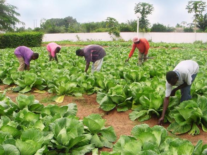 Agro Business